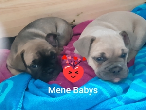 Französische Bulldogge Deckrüde(Kein verkauf) Bild 7