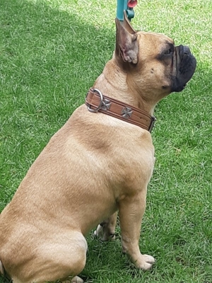 Französische Bulldogge Deckrüde(Kein verkauf) Bild 6