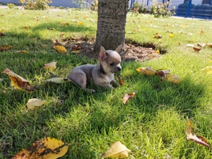 ERFAHRENER CHIHUAHUA DECKRÜDE - Super schöner & Seltener Lilac Chihuahua mit Erfahrung KEIN VERKAUF Bild 6