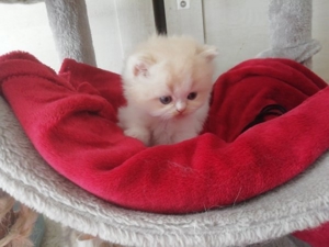 Perser Kitten Bild 8