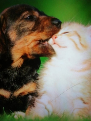 liebevolle Tierbetreuung /von kleinen Tieren Bild 2
