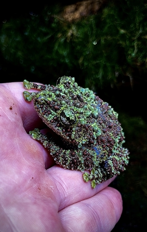 Moosfrosch   Theloderma corticale aus eigener Zucht abzugeben