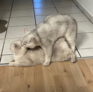 BKH  Deckkater mit Erfahrung Bild 3