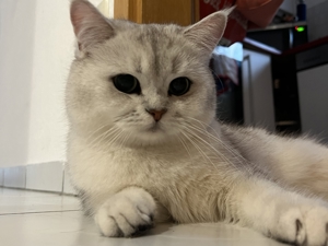 BKH  Deckkater mit Erfahrung Bild 2