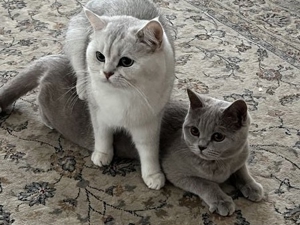 BKH  Deckkater mit Erfahrung Bild 7
