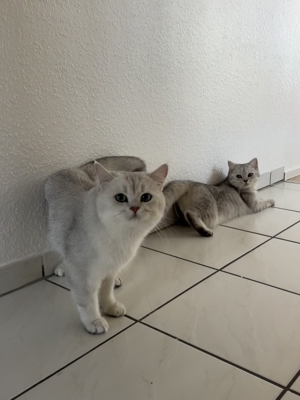 BKH  Deckkater mit Erfahrung Bild 9