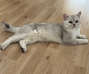 BKH  Deckkater mit Erfahrung Bild 5