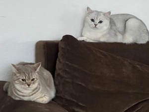 BKH  Deckkater mit Erfahrung Bild 8