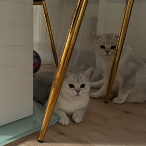 BKH  Deckkater mit Erfahrung Bild 6