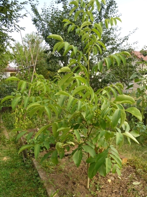 Walnussbaum, Walnuss, junger Baum, junge Pflanzen, Wallnussbaum, Wallnuss, Walnussbäumchen Bild 1