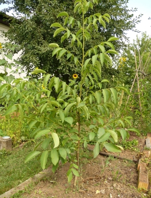 Walnussbaum, Walnuss, junger Baum, junge Pflanzen, Wallnussbaum, Wallnuss, Walnussbäumchen Bild 2