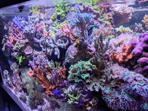 Meerwasser Korallenableger Korallen Zoas Weichkorallen SPS LPS Aquarium