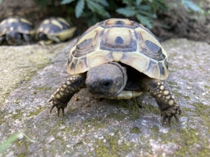 Griechische Landschildkröten