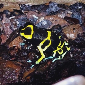 Dendrobates leucomelas cerro autana