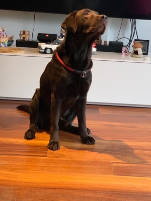 Wir bieten unseren reinrassigen schokobraunen Labrador zum Decken an
