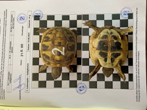 Griechische Landschildkröten THB aus eigener Nachzucht aus 2022 und 2021 Bild 11