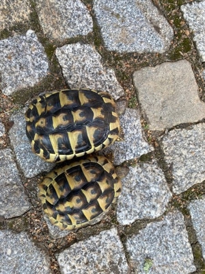 griechische Landschildkröten  Bild 1