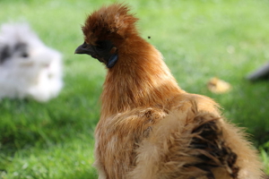 Reinrassige Zwergseidenhühner Bruteier, Küken und Jungtiere abzugeben