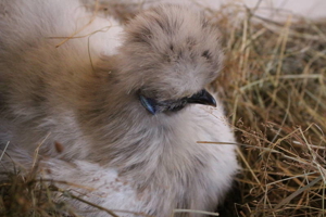 Reinrassige Zwergseidenhühner Bruteier, Küken und Jungtiere abzugeben Bild 3