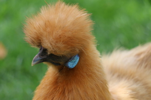 Reinrassige Zwergseidenhühner Bruteier, Küken und Jungtiere abzugeben Bild 4