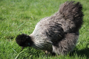 Reinrassige Zwergseidenhühner Bruteier, Küken und Jungtiere abzugeben Bild 10