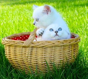 Züchter mit Sachkundenachweis reinrassige BKH BLH Kitten Katze Kater mit Papieren Hanau Bild 3