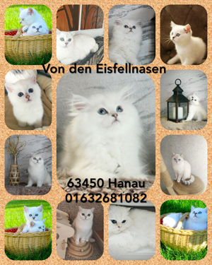Züchter mit Sachkundenachweis reinrassige BKH BLH Kitten Katze Kater mit Papieren Hanau Bild 1