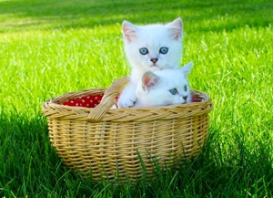 Züchter mit Sachkundenachweis reinrassige BKH BLH Kitten Katze Kater mit Papieren Hanau Bild 5