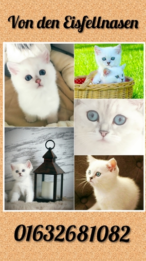 Züchter mit Sachkundenachweis reinrassige BKH BLH Kitten Katze Kater mit Papieren Hanau Bild 6