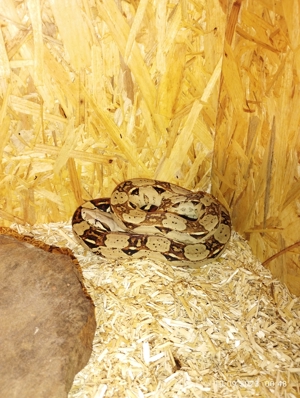 Boa Constrictor Pos RLT het VPI