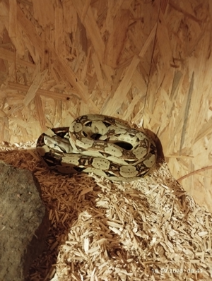 Boa Constrictor het VPI Gandolfo Line