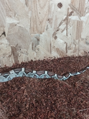 Boa Constrictor het VPI