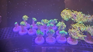 Dragon Soul Euphyllia glabrecens Meerwasser koralle Ableger  Bild 4