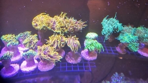 Dragon Soul Euphyllia glabrecens Meerwasser koralle Ableger  Bild 5