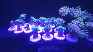 Dragon Soul Euphyllia glabrecens Meerwasser koralle Ableger  Bild 6