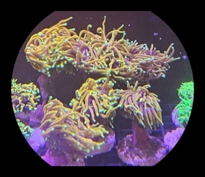 Dragon Soul Euphyllia glabrecens Meerwasser koralle Ableger  Bild 1
