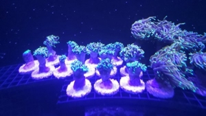 Dragon Soul Euphyllia glabrecens Meerwasser koralle Ableger  Bild 3