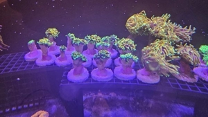 Dragon Soul Euphyllia glabrecens Meerwasser koralle Ableger  Bild 2
