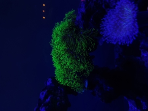 Krustenanemonen, Zoanthus, Zoa, Korallen, Ableger, Aquarium, Auflösung Bild 12