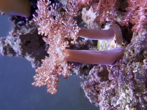 Krustenanemonen, Zoanthus, Zoa, Korallen, Ableger, Aquarium, Auflösung Bild 20