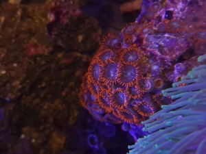 Krustenanemonen, Zoanthus, Zoa, Korallen, Ableger, Aquarium, Auflösung Bild 2