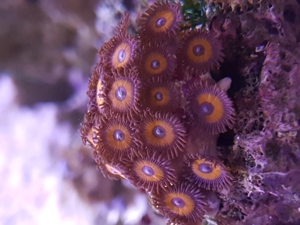 Krustenanemonen, Zoanthus, Zoa, Korallen, Ableger, Aquarium, Auflösung Bild 5