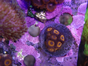 Krustenanemonen, Zoanthus, Zoa, Korallen, Ableger, Aquarium, Auflösung Bild 6