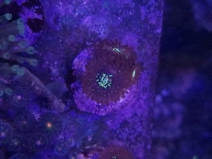 Krustenanemonen, Zoanthus, Zoa, Korallen, Ableger, Aquarium, Auflösung Bild 4