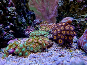Krustenanemonen, Zoanthus, Zoa, Korallen, Ableger, Aquarium, Auflösung Bild 7