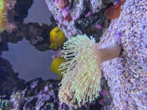 Anemonen, Korallen, Ableger, Salzwasser, Aquarium, Auflösung Bild 10