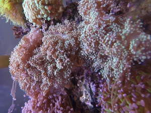 Anemonen, Korallen, Ableger, Salzwasser, Aquarium, Auflösung Bild 9