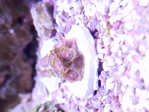 Euphillien, Euphillia, Korallen, Ableger, Salzwasser, Aquarium, Auflösung Bild 10