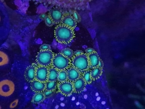 Euphillien, Euphillia, Korallen, Ableger, Salzwasser, Aquarium, Auflösung Bild 7