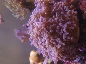 Weichkorallen, Korallen, Ableger, Salzwasser, Aquarium, Auflösung, Nachzucht Bild 20
